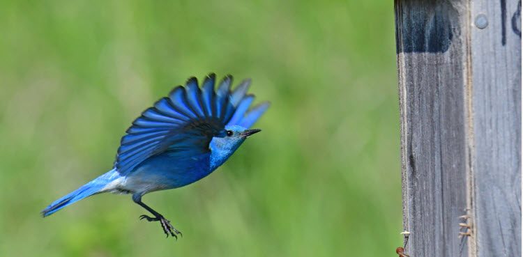 Bluebird Trail