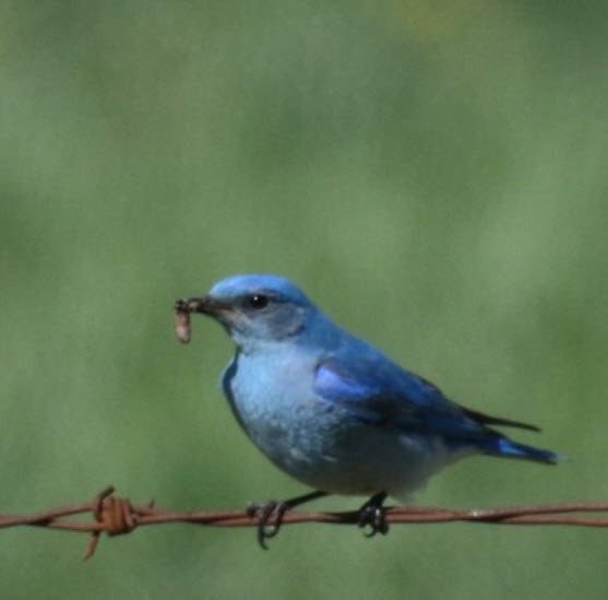 Bluebird Trail