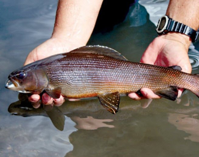 Fish Stocking