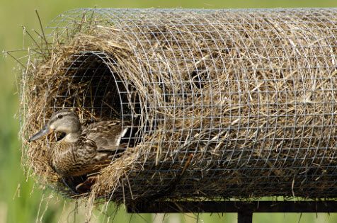 Goose/Duck Nesting Platforms