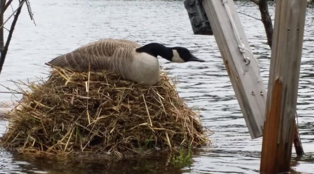 Goose/Duck Nesting Platforms