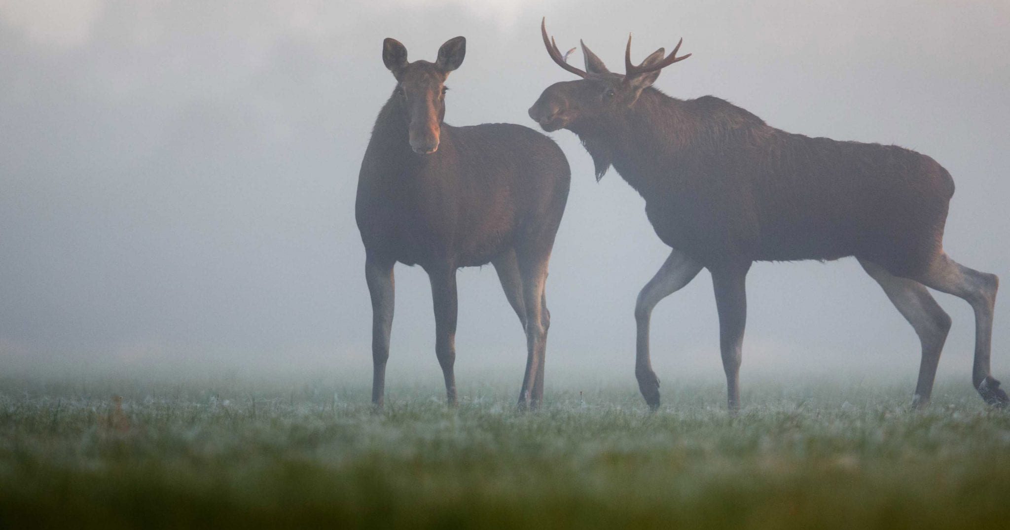 Habitat & Conservation