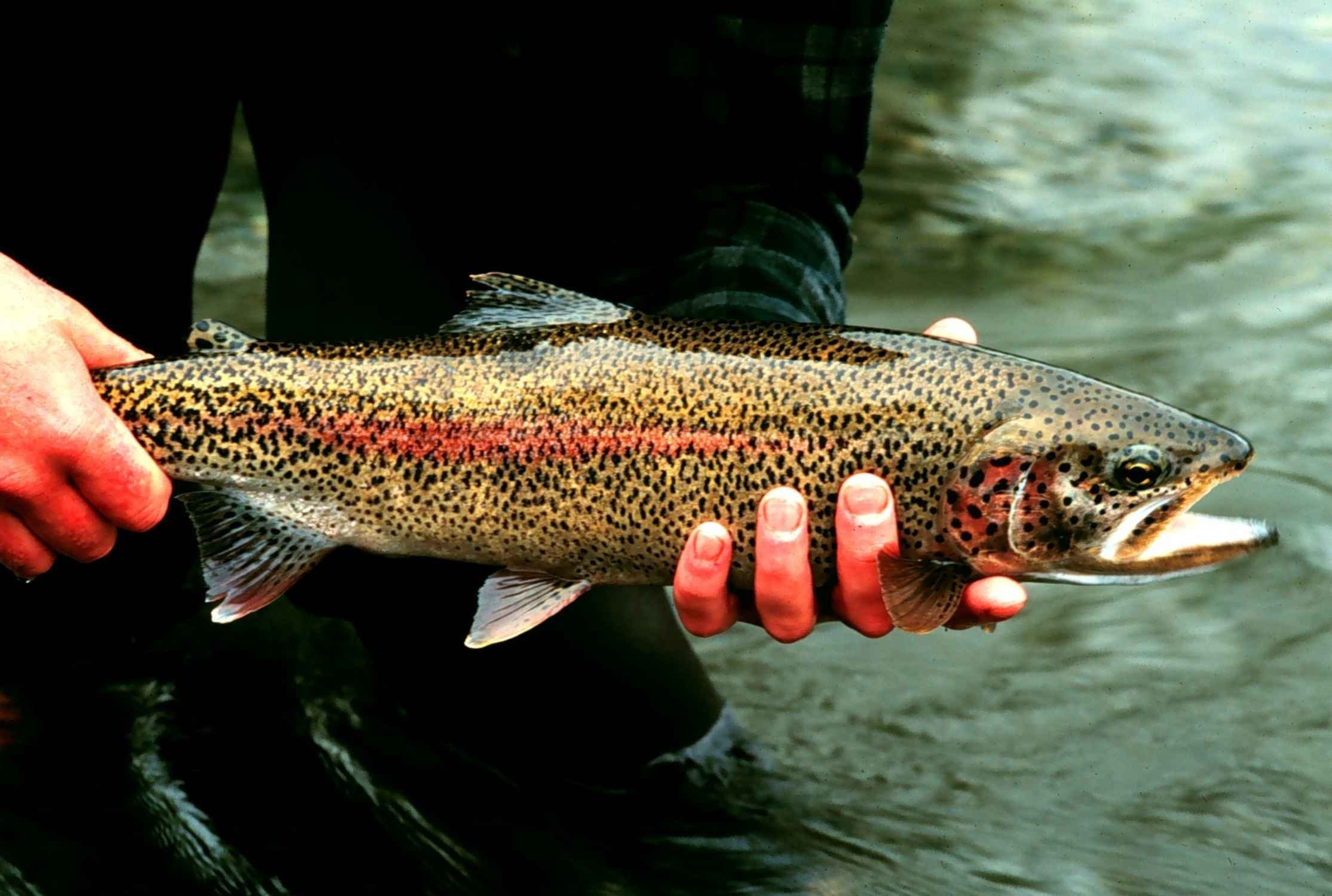 A rainbow trout held over the water
